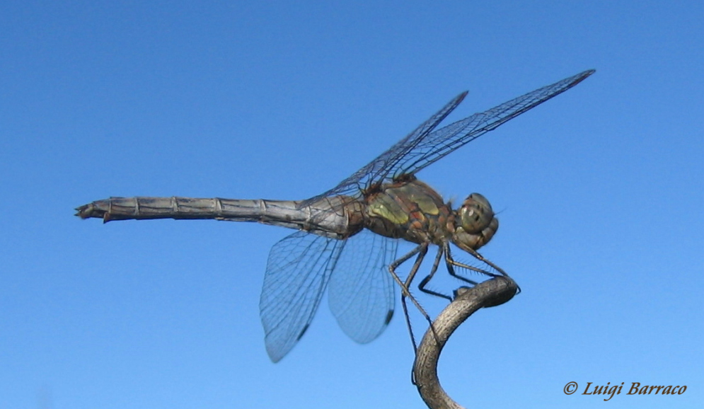 Scheda: Sympetrum striolatum